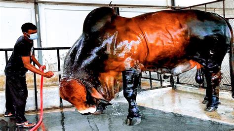 50 Biggest Bulls Of Brahman Breed In The World Youtube