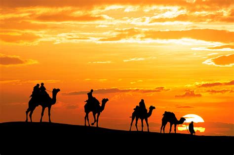 The natural cushions on his feet enable him to walk in a desert. Caravan Walking With Camel Through Thar Desert In India ...