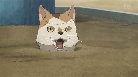 populer anime cat wind animasiexpo