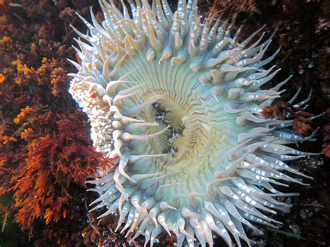 Flowers Of The Sea Fishbio Fisheries Research Monitoring And