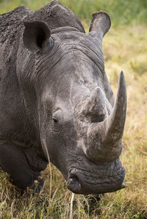 African Rhino Information — Rhinos Last Stand