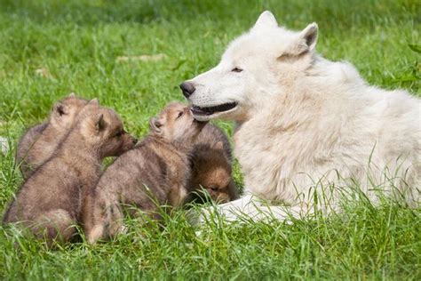 Arctic Wolf Pups Born At Knuthenborg Safaripark Zooborns