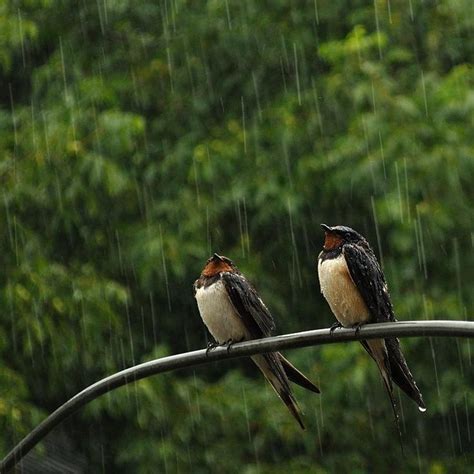 Unnamed Pixdaus Animals Pet Birds I Love Rain