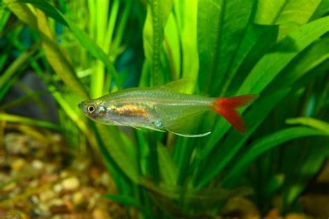 Bloodfin Tetra Pictures Size Care Tank Setup And More Hepper