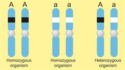 Examples Of Homozygous Genes Yourdictionary