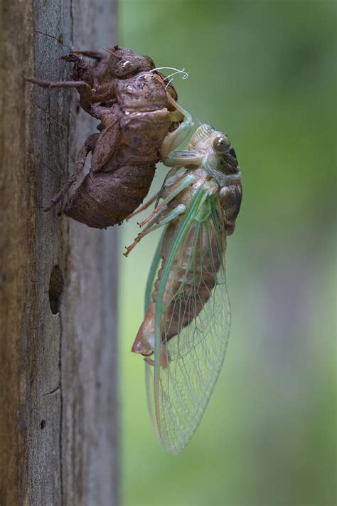 Cicada mania is dedicated to teaching you about cicada insects, their life cycle & life span, how they make their sound, what they eat and what eats them, and when they'll next arrive. Cicada Emerging Photograph by Terry Leasa