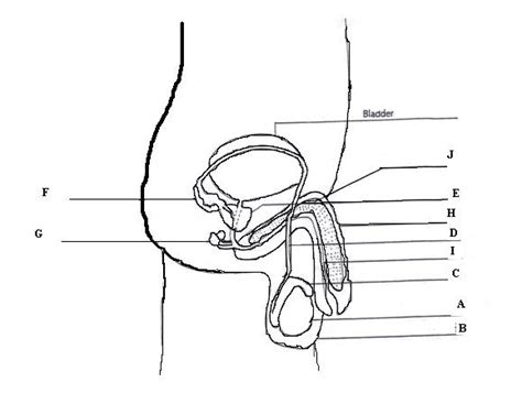 It includes a pair of testes along with accessory ducts, glands and the external genitalia. Fill In Blank Female Reproductive System Blank Diagram - Arocreative