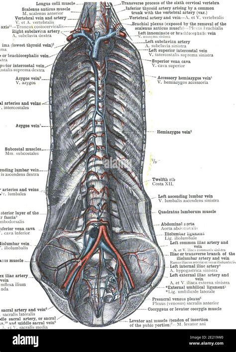 Closeup Of A Page From Atlas Of Human Anatomy Book Stock Photo Alamy