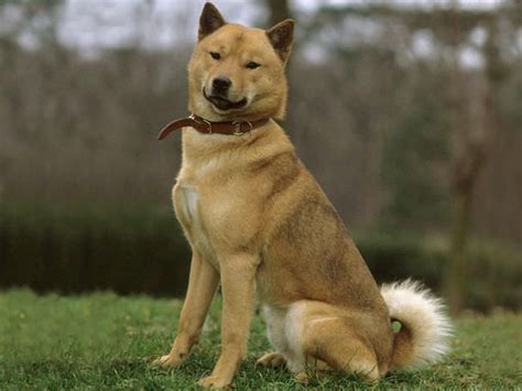 Ainu Dog Animals I Want Pinterest