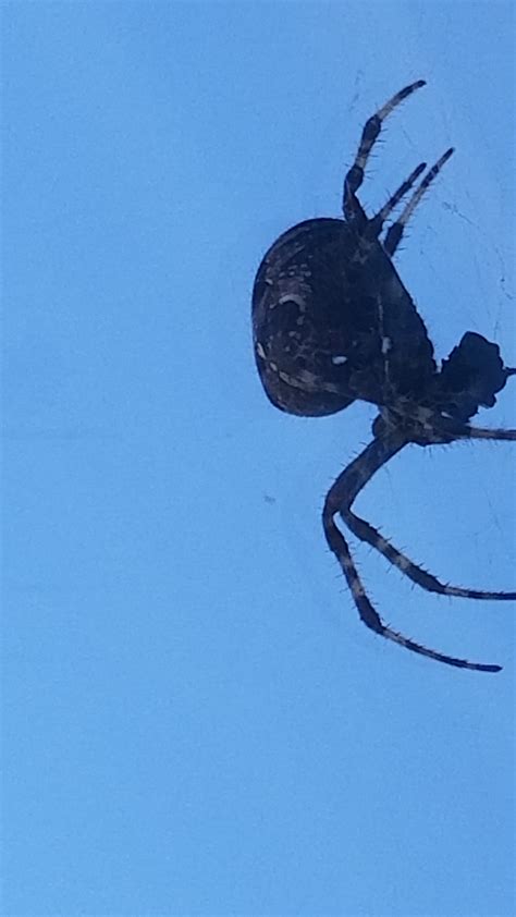 Unidentified Spider In Rockford Illinois United States