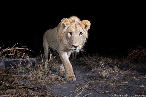 Capturing Elusive Animals With Camera Trap Wildlife Photography Fstoppers