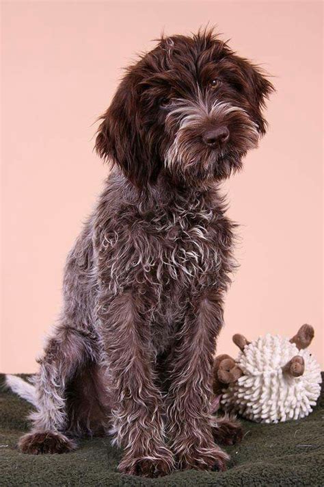 What's the price of wirehaired pointing griffon puppies? 139 best images about German Wirehair Pointers on ...