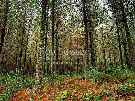 Pinus Radiata Pine Tree Plantation Forest Taupo New Zealand Nz