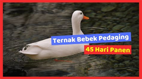 Ternak Bebek Pedaging 45 Hari Panen Hobi Ternak