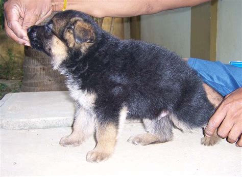 Mills are wretched places where dogs are treated like machines, forced to produce puppy litters without. show quality,imp lineage german shepherd pup for sale ...