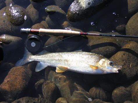 Montana Officials Discover Dead Fish In Yellowstone River Yellowstone