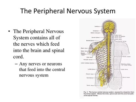 Ppt The Peripheral Nervous System Powerpoint Presentation Free