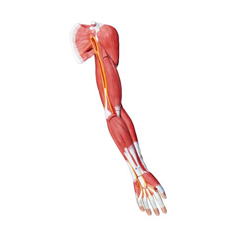 Anatomy Muscle Arm Model