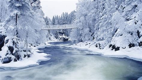Winter Forest Wallpapers And Images Wallpapers Pictures