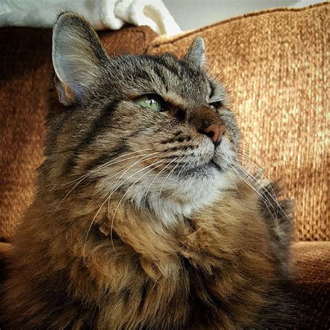 Meet The Worlds Oldest Cat Aged 26 Who Was Adopted From A Shelter