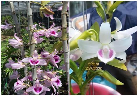 Công an xác minh vụ chủ vườn lan đột biến ôm trăm tỷ bỏ trốn. Lan đột biến là gì? Có những loại nào và cách phân biệt