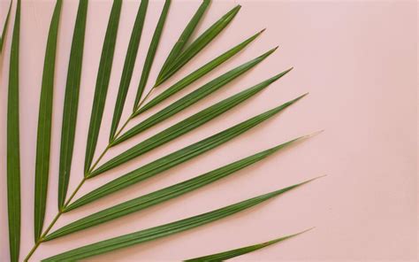 Palm Leaf Wallpaper Wallpaper Hd