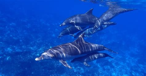 Uusia kieltoja luvassa liittyen vankeudessa eläviin delfiineihin ...