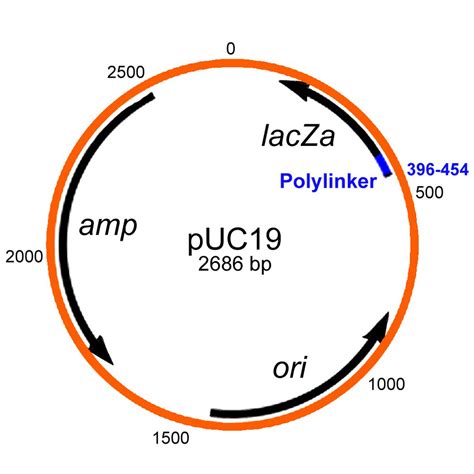 Plasmid: Definition, Types, Function and Significance
