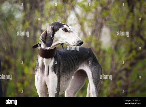 Saluki Persian Greyhound Gazelle Dog A Breed Of Greyhound Dogs Is