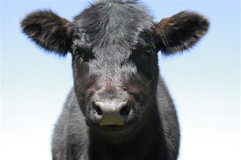 Escaped Cow Runs Into Virginia Doctor S Office Upi Com