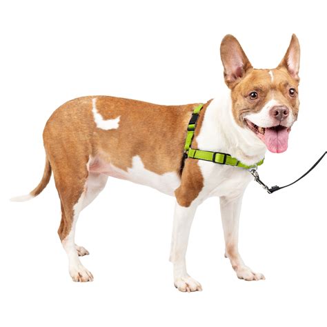 Best Harness For Nervous Dog Ph