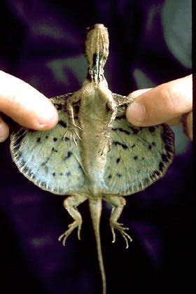 Maybe you would like to learn more about one of these? Pin on lizards