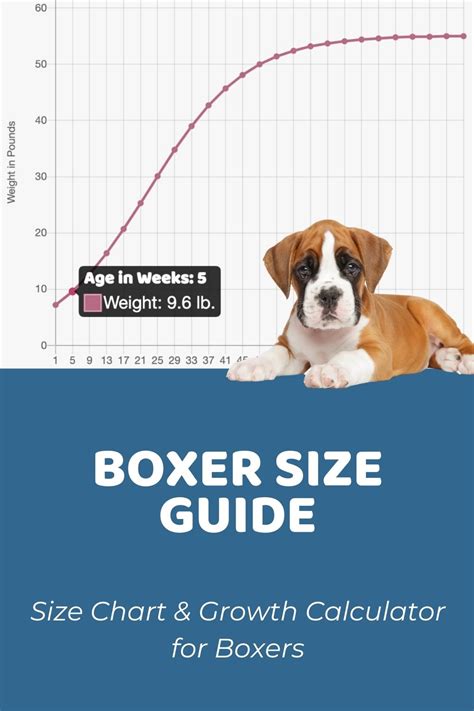 45 Boxer Dog Size Chart Picture Bleumoonproductions