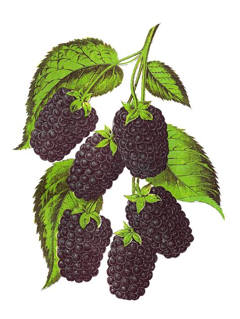 Antique Images Vintage Stock Blackberry Fruit Artwork
