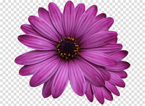 Purple Flower Desktop Wallpaper Posted By Andrew Richard