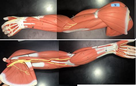 Lab 7 Arm Muscle Model Labeled Diagram Quizlet