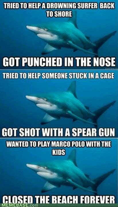 Misunderstood Shark Animal Jokes Funny Animals Baby Animals Shark