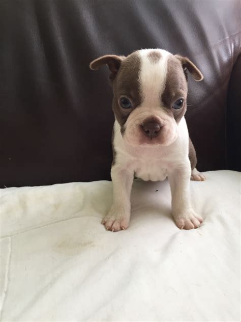 The search tool above returns a list of breeders located nearest to the zip or. Boston Terrier Puppies For Sale | Riley, MI #298063