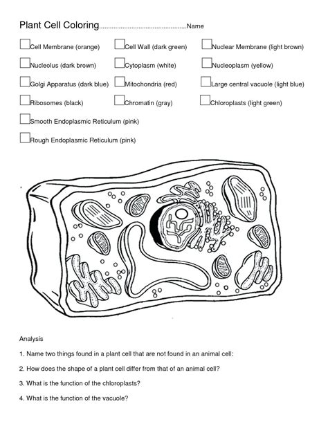 Animal and plant cells structure. Animal Cell Coloring Page Sketch Coloring Page