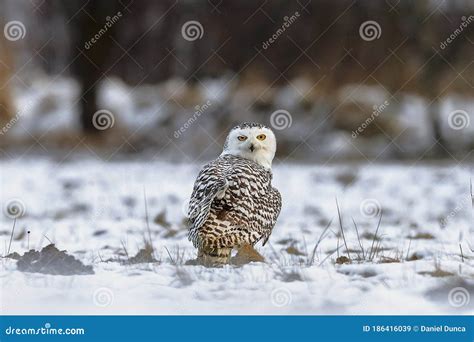 Funny Photo Blink Of An Eye Of Snowy Owl Stock Image Image Of Close