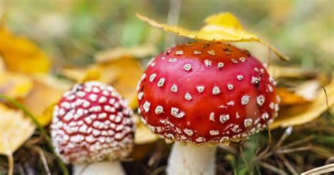Example Of Non Edible Mushroom All Mushroom Info