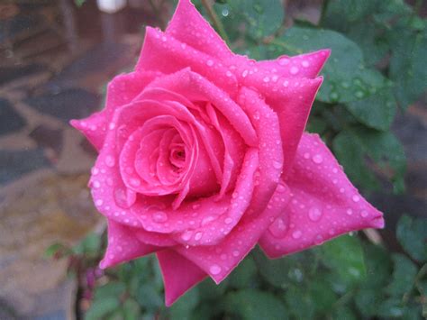 Pink Rose With Water Droplets Free Stock Photo Public Domain Pictures