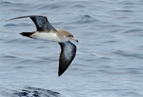 Newell's shearwater (puffinus newelli) bird sounds on dibird.com. Townsend's shearwater - Alchetron, The Free Social Encyclopedia