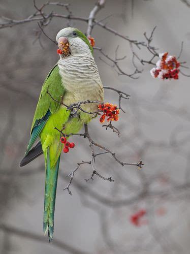 Snow Parrot Iii Monk Parakeet Parrot Parakeet