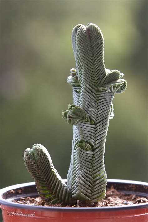 Rhino entertainment company номер по каталогу: Face obscure | Flowers | Plants, Cactus plants, Planting ...