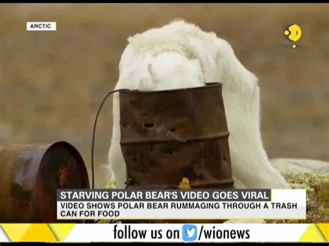 Starving Polar Bears Video Goes Viral World News