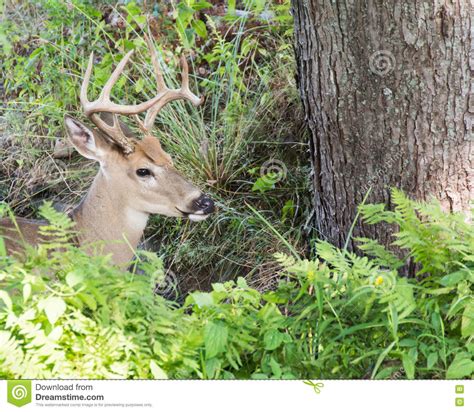 Whitetail Deer Buck Stock Image Image Of Buck Deer 76868651