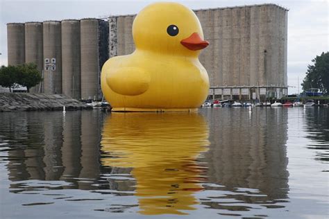 world s largest rubber duck is now floating at canalside local news