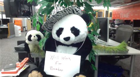 The Glorious Panda Cam Could Come Back Tomorrow