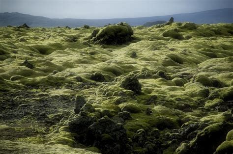 The Mossy Lava Fields Of Iceland Amusing Planet